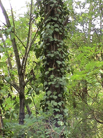  Image name: edera4.jpg 
 width: 340 pixel 
 height: 454 pixel 
 Size: 72379 bytes 
 Click to enlarge 